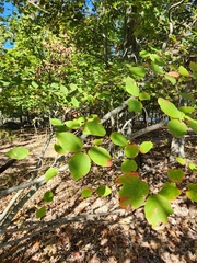 Amelanchier laevis