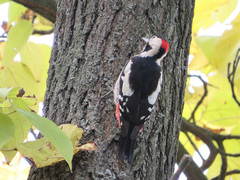 Dendrocopos syriacus