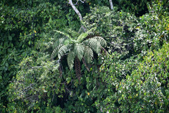 Cyathea