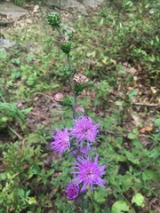 Liatris scariosa
