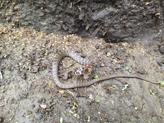 Mastigodryas boddaerti