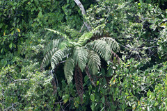 Cyathea