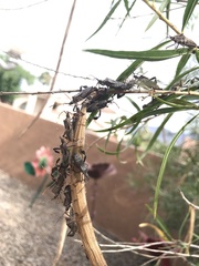 Leptoglossus zonatus