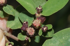 Euphorbia olowaluana