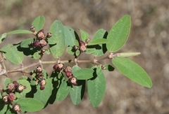 Euphorbia olowaluana