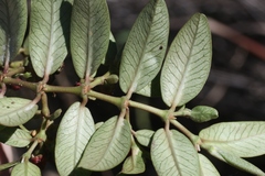 Euphorbia olowaluana