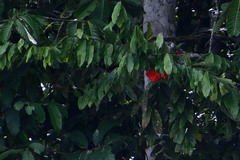 Brownea grandiceps