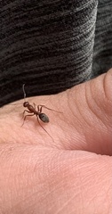 Camponotus feae