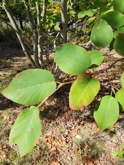 Amelanchier laevis