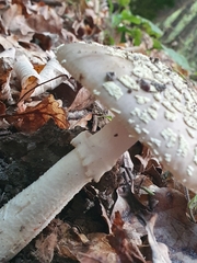 Amanita franchetii