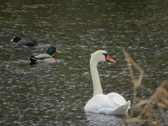 Cygnus olor