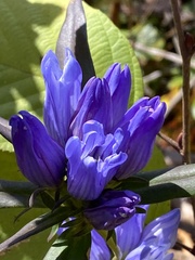 Gentiana saponaria