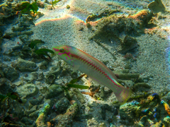 Halichoeres scapularis