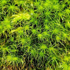 Dicranodontium denudatum