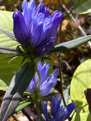 Gentiana saponaria