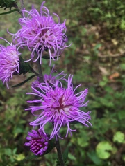 Liatris scariosa
