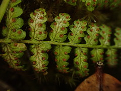 Dryopteris glabra