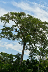 Ceiba pentandra