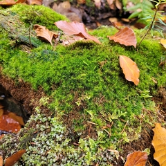 Dicranodontium denudatum