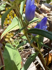 Gentiana saponaria