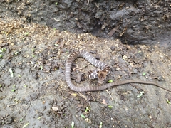 Mastigodryas boddaerti