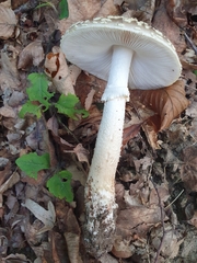 Amanita franchetii