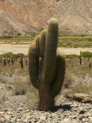 Trichocereus atacamensis