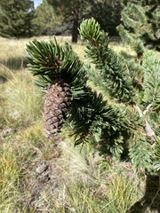 Pinus aristata