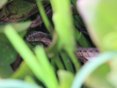 Thamnophis validus