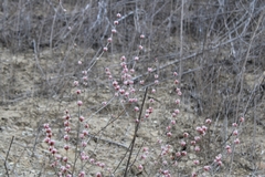 Eriogonum elongatum