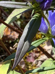 Gentiana saponaria
