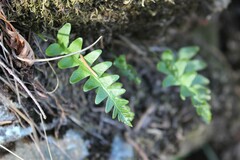 Polypodium californicum