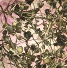 Psilocybe semilanceata