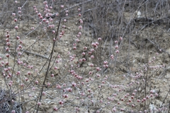 Eriogonum elongatum