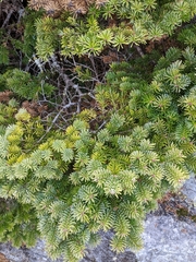 Abies balsamea