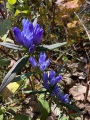 Gentiana saponaria