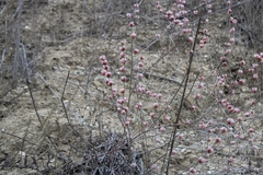 Eriogonum elongatum