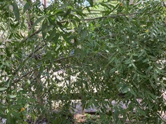 Vallesia glabra