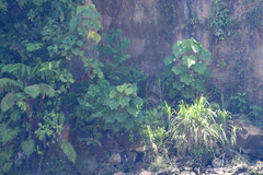 Cyathea