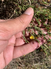 Hypericum drummondii