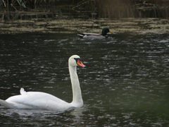 Cygnus olor