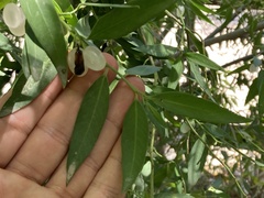 Vallesia glabra