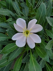 Oenothera cespitosa