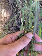 Hypericum drummondii