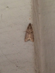 Alpheias transferens