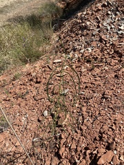 Asclepias engelmanniana