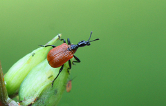 Apoderus coryli