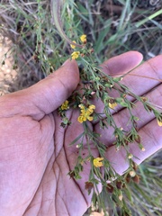 Hypericum drummondii