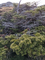 Abies balsamea