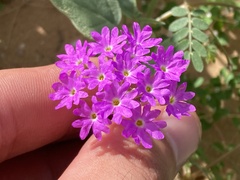 Abronia villosa